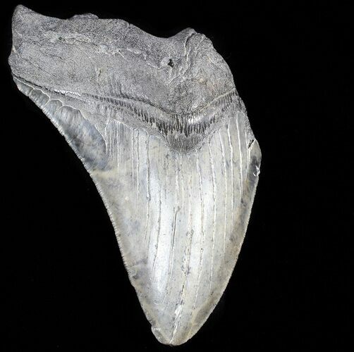 Partial, Serrated, Fossil Megalodon Tooth #52987